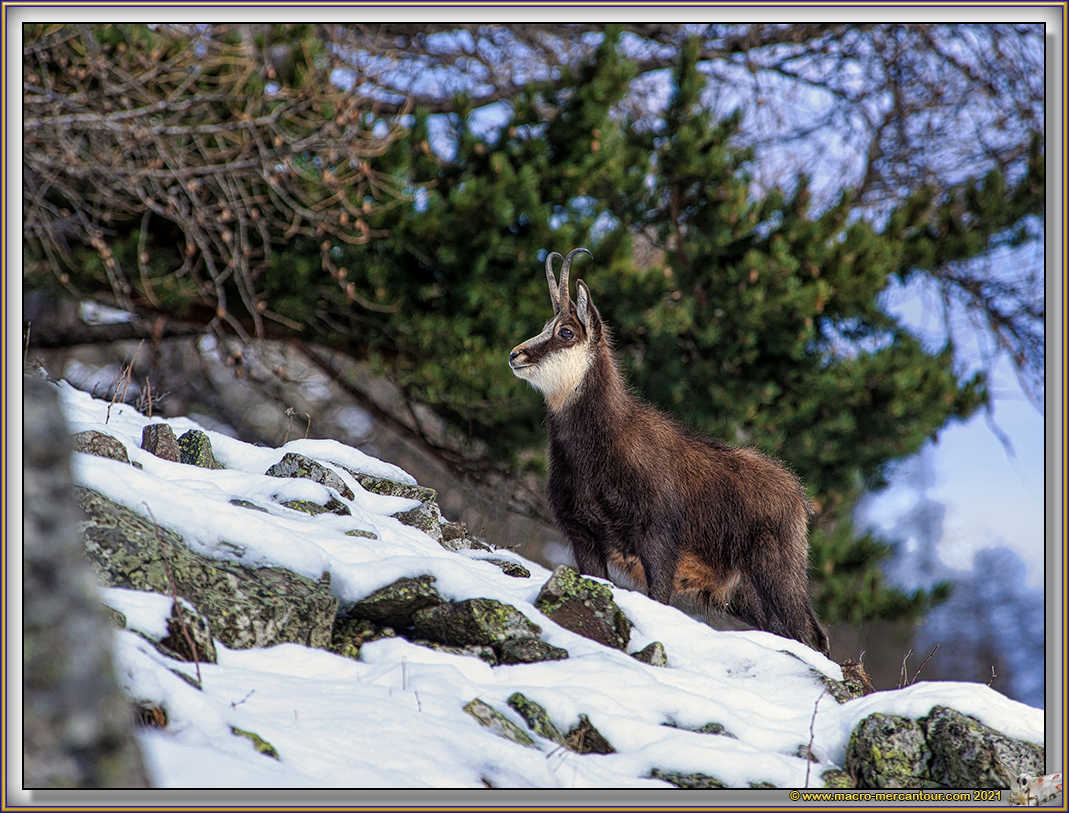 Chamois